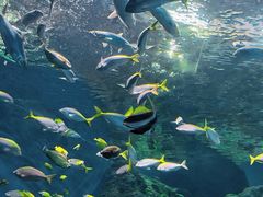 -上海海洋水族馆