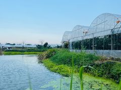 -马陆小张葡萄园农家乐