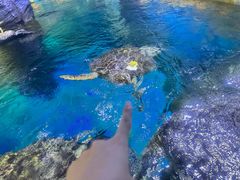 -烟台海昌鲸鲨海洋公园