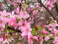 -天适樱花悠乐园