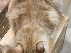 -MOCHA明星猫咖(田子坊店)