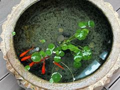 -华林禅寺