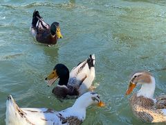 -思念果岭悦温泉