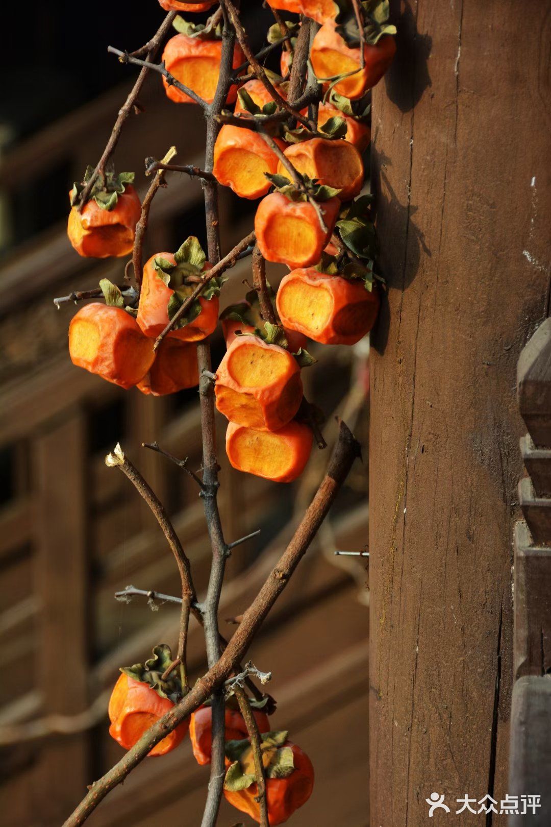 深秋的山西随处可见红彤彤的柿子挂满枝头