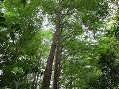 -深圳仙湖植物园
