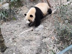 -都江堰中华大熊猫苑