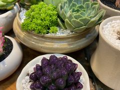 -双季花艺园艺市场(浦东店)