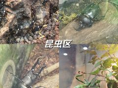 -上海大自然野生昆虫馆(东方明珠·爬宠昆虫探索中心)