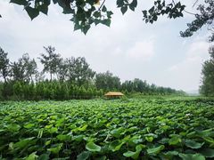 -滕州微山湖红荷湿地景区