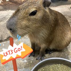 -Zoolung Zoolung动物主题公园(海信广场店)