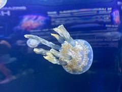 -暹罗海洋世界