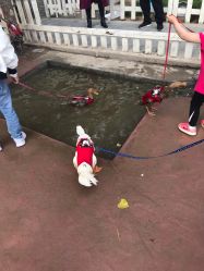 -上美四季动物农场