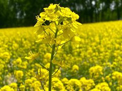 -天津武清北运河郊野公园房车露营地