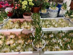 -曲阳花鸟市场(曲阳路店)