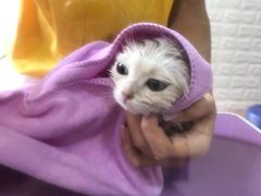 -十年猫舍·猫咪专门店(普陀店)