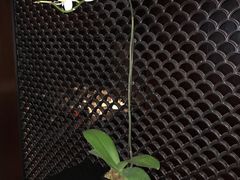 -上海璞麗酒店