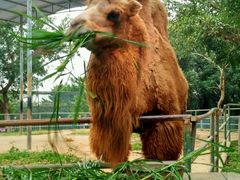 -广东茂名森林公园