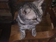 -猫色咖啡·猫咖