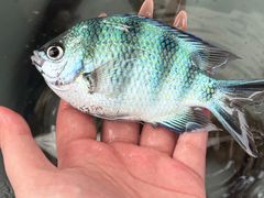 -小猫钓鱼海钓俱乐部(椰梦长廊店)