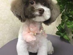 -乐琪宠物(青塔西路店)