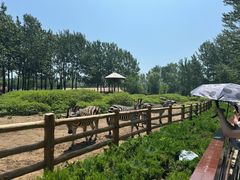 -大连森林动物园