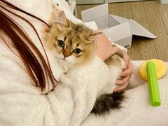 -momokira米努特·德文卷毛猫·棉花面纱犬