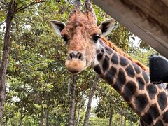 -清迈夜间动物园