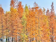 -白鹭湾湿地公园