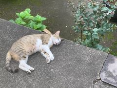 -阿育王寺素斋馆