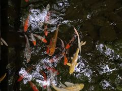 -勐丽梦兰傣味餐厅