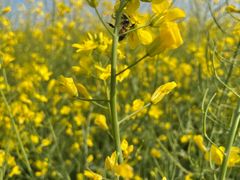 -光明小镇欢乐田园