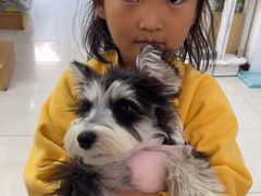 -翊宠yipet猫狗购宠庄园犬舍•猫舍