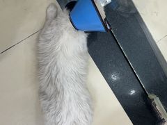 -米苏动物医院·犬猫专科·骨科外科内窥镜