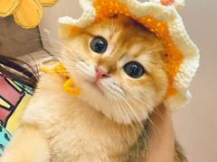 -lincat·猫舍(广州店)