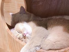 -喵屿·大理花园猫咖