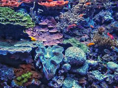 -西雅图水族馆