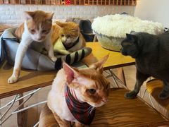 -猫咖时代(中山亭店)