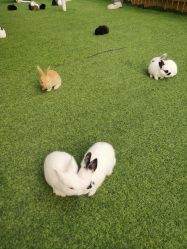 -萌宠亲子动物乐园(槐房万达店)