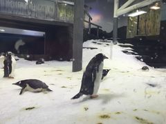 -悉尼海洋生物水族馆