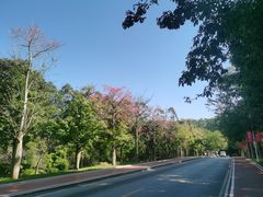 -东莞市大岭山森林公园