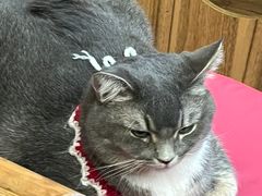 -MOCHA明星猫咖(田子坊店)