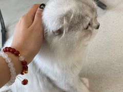 -共舞时光猫咖·狗咖(新街口店)