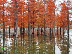 -白鹭湾湿地公园