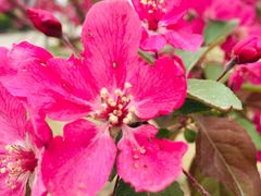 -武清南湖绿博园