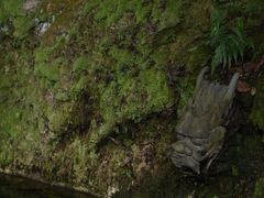 -十八棵（老龙井）御茶园(老龙井店)