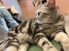 -猫儿山۰猫主题餐厅