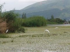 -大理洱源西湖景区