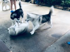 -TrueLove @ Neverland (Husky Cafe)