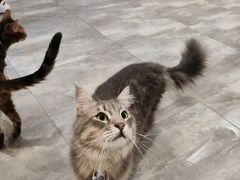 -楼上猫咖(罗湖店)