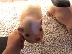 -义气烤肉餐吧(大族广场店)